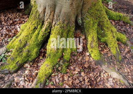 Moos wächst auf Baumwurzeln im Wald, umgeben von heruntergefallenen Blättern. Stockfoto