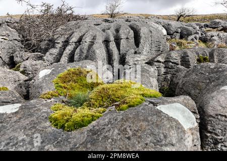 Moos, das auf verwittertem Kalkstein Karst, Twisleton, Yorkshire Dales, Großbritannien, angebaut wird Stockfoto