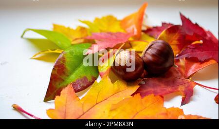 Faszinierend farbenfrohe Hintergrundinformationen zu Herbstaple Tree und Kastanienblättern aus nächster Nähe. Mehrfarbiger Ahorn und Kastanien. Verlässt Den Herbsthintergrund. H Stockfoto