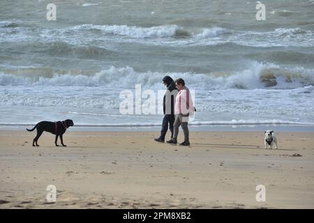 Storm Noa, Boscombe, Bournemouth, Dorset, Vereinigtes Königreich, 12. April 2023, Wetter. Hundefreunde am Strand bei starkem Wind und stürmischen Bedingungen am Meer am Morgen. Kredit: Paul Biggins/Alamy Live News Stockfoto