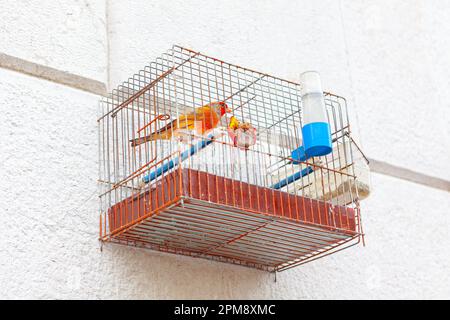 Kanarienvogel im Käfig. Vogel in Gefangenschaft Stockfoto