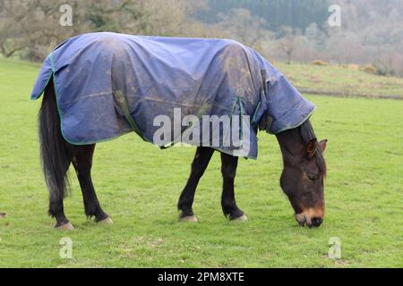 Pferd mit Decke weidet auf einem grasbewachsenen Feld Stockfoto