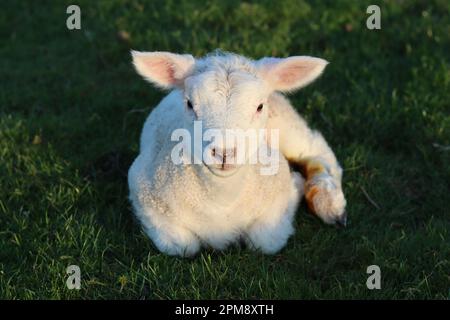 Neugeborenes Lämmer, das auf einem Feld ruht Stockfoto