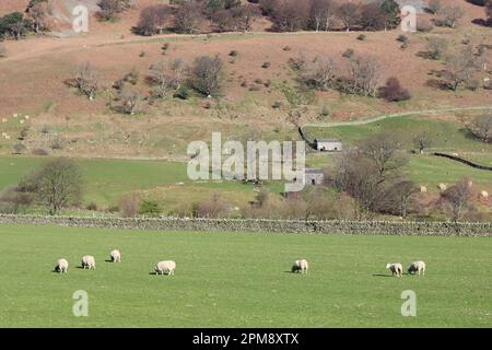 Schafe, die friedlich auf einem grünen Feld weiden, in hellem Frühlingssonnenschein Stockfoto