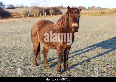 Nahaufnahme eines Exmoor-Pony, der in der Wintersonne auf einem gefrorenen Feld steht Stockfoto