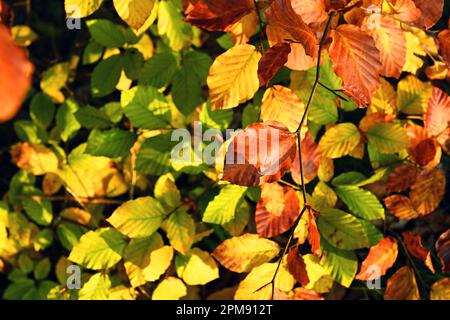 Spätherbstlich verfärbte Blätter einer Buche Stockfoto