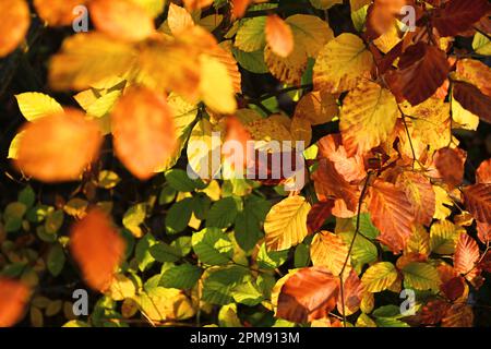 Spätherbstlich verfärbte Blätter einer Buche Stockfoto