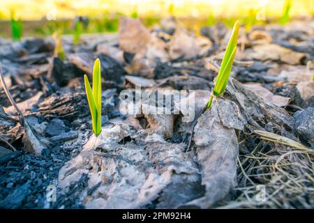 Im Gemüsegarten wachsen abends junge grüne Knoblauchsprossen. Pflanzensprossen durchbrechen trockene gefallene Blätter in einem Gartenbeet. Erster Warmin Stockfoto