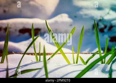 Grüne Knoblauchsprossen wuchsen durch den Schnee, Nahaufnahme. Warmes, sonniges Wetter nach Schneefall im Frühling Stockfoto