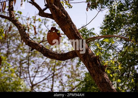 Burdwan, Indien. 11. April 2023. In der letzten Woche des letzten Monats des bengalischen Kalenders wurde das Gajon Festival in verschiedenen ländlichen Gebieten Westbengals gefeiert. An einigen Stellen ist das Gesichtsmalen eines der bedeutendsten. Abgesehen davon vor „Nil PUA“ (Lord Shiva Puja) praktizieren mehrere Sanyasis Kulturen wie Fasten, Tanzen mit dem menschlichen Schädel (manchmal verdorbener menschlicher Kopf). (Foto: Swattik Jana/Pacific Press) Kredit: Pacific Press Media Production Corp./Alamy Live News Stockfoto