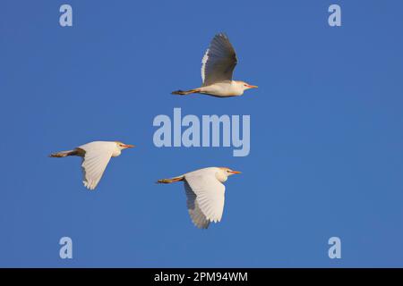 Cattle Egret - in Flug Bubulcus ibis Abberton Reservoir, Essex BI035202 Stockfoto