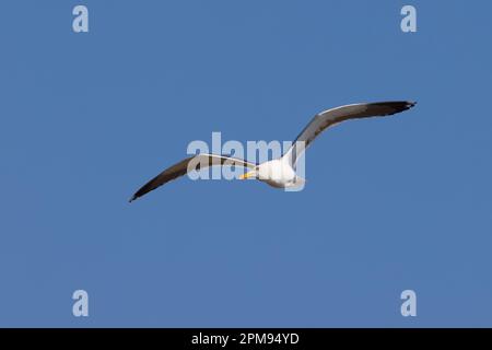 Lesser Black Backed Gull - im Flug Larus fuscus Abberton Reservoir, Essex BI035229 Stockfoto