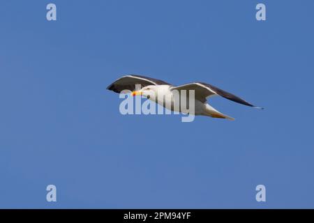 Lesser Black Backed Gull - im Flug Larus fuscus Abberton Reservoir, Essex BI035231 Stockfoto