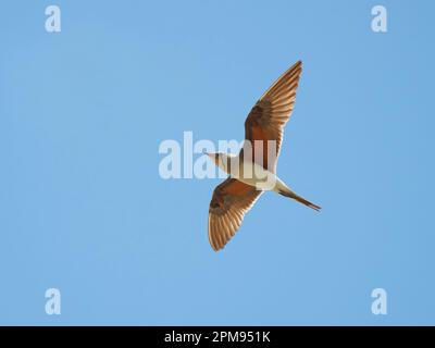 Collared Pratincole - im Flug Glareola pratincola Bulgaria BI035245 Stockfoto