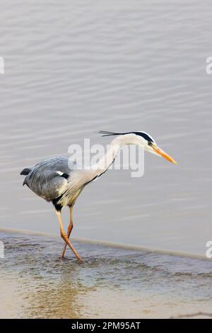 Grey Heron - Angeln Ardea cinerea Essex, UK BI035986 Stockfoto