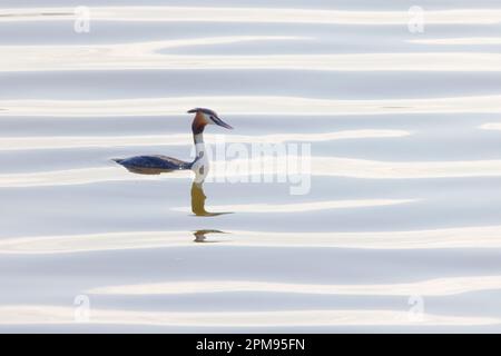 Great Crested Grebe Podiceps cristatus Essex, UK BI036022 Stockfoto