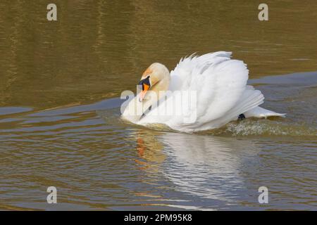 Stumm Schwan - bedrohlicher Mann Cygnus olor Essex, UK BI036048 Stockfoto