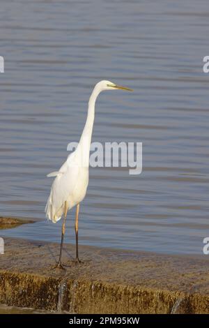 Great White Egret - Angeln Ardea alba Essex, UK BI036055 Stockfoto