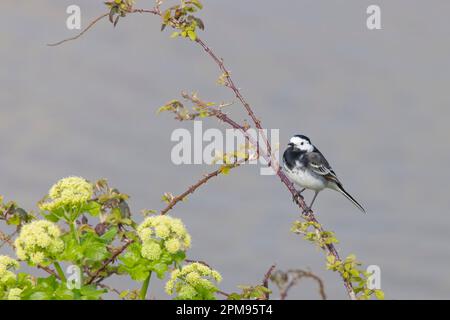 Pied Wagtail Motacilla alba Essex, UK BI036073 Stockfoto