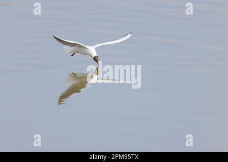 Schwarzkopfmöwe - Fliegen auf dem See Chroicocephalus ridibundus Essex, UK BI036093 Stockfoto