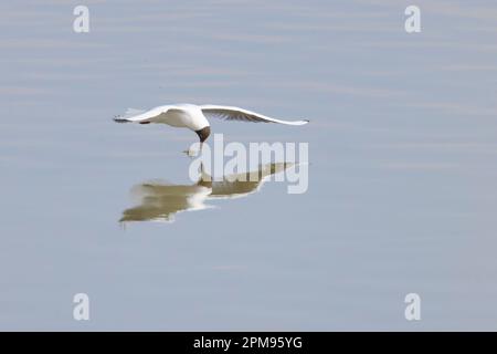 Schwarzkopfmöwe - Fliegen auf dem See Chroicocephalus ridibundus Essex, UK BI036094 Stockfoto