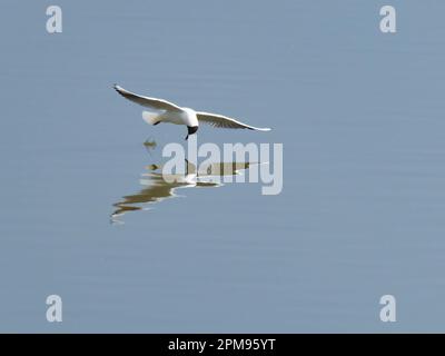 Schwarzkopfmöwe - Fliegen auf dem See Chroicocephalus ridibundus Essex, UK BI036105 Stockfoto