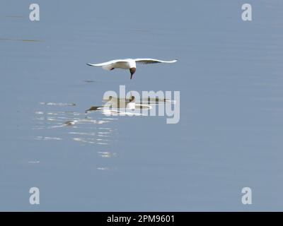 Schwarzkopfmöwe - Fliegen auf dem See Chroicocephalus ridibundus Essex, UK BI036106 Stockfoto