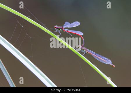 Große rote Damselfliege - Paar Pyrrhosoma Nymphula Great Leighs, Essex IN003533 Stockfoto