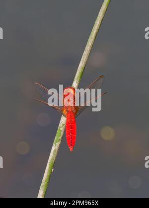 Scharlach Darter Crocothemis erythraea Bulgarien IN003636 Stockfoto