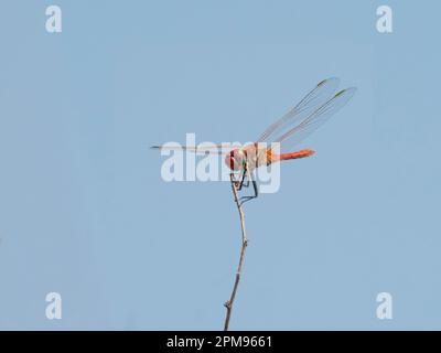 Red Veined Darter - Männlich in Ruhe Sympetrum fonscolombii Bulgarien IN003643 Stockfoto