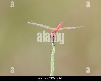 Red Veined Darter - Männlich in Ruhe Sympetrum fonscolombii Bulgarien IN003658 Stockfoto