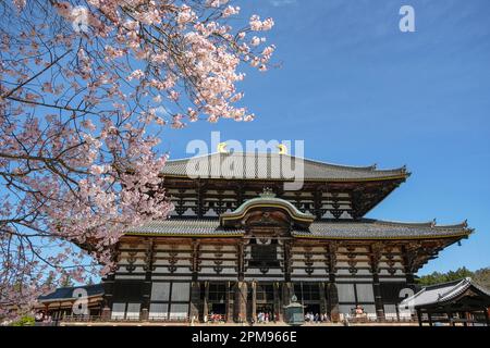 Nara, Japan - 22. März 2023: Der Todaiji-Tempel ist ein buddhistischer Tempel in Nara, Japan. Stockfoto