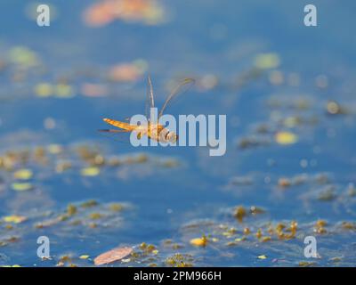 Darter mit roter Vene - weiblicher Eierlegen Sympetrum fonscolombii Bulgaria IN003675 Stockfoto