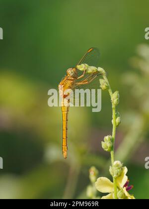 Kieled Skimmer - weiblich in Ruhe Orthetrum coerulescens Bulgaria IN003739 Stockfoto