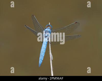 Kieled Skimmer - männlich in Ruhe Orthetrum coerulescens Bulgaria IN003759 Stockfoto