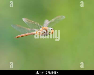 Norfolk Hawker Dragonfly - im Flug Aeshna isoceles Bulgaria IN003840 Bulgarien IN003840 Stockfoto