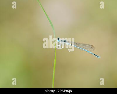 Weißbein-Damselfly - männliche Platycnemis-Entenpennipes Bulgarien IN003956 Stockfoto
