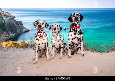 Drei gehorsame dalmatinische Hunde sitzen auf dem Hintergrund des azurblauen Meeres und schauen auf ihren Besitzer. Zwei Hunde mit rotem Halsband, einer in Grün. Konzept von Stockfoto