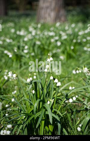 Weiße Frühlingsblumen des Sommers Schneeflocke Leucojum aestivum Brautjungfer im britischen Garten April Stockfoto