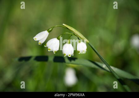 Weiße Frühlingsblumen des Sommers Schneeflocke Leucojum aestivum Brautjungfer im britischen Garten April Stockfoto