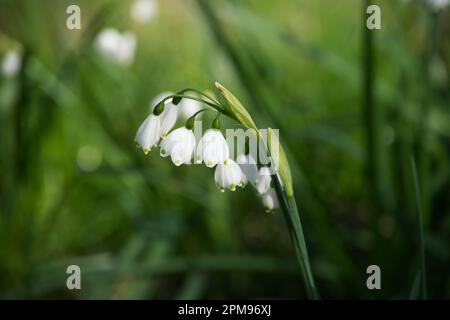 Weiße Frühlingsblumen des Sommers Schneeflocke Leucojum aestivum Brautjungfer im britischen Garten April Stockfoto