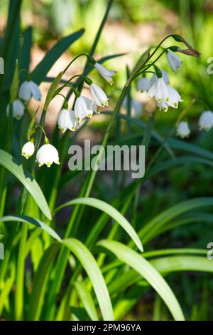 Weiße Frühlingsblumen des Sommers Schneeflocke Leucojum aestivum Brautjungfer im britischen Garten April Stockfoto