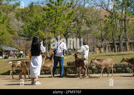 Nara, Japan - 22. März 2023: Touristen füttern Hirsche im Nara Park, Japan. Stockfoto