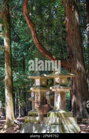 Nara, Japan - 22. März 2023: Ein Reh zwischen Steinlaternen im Nara-Park, in der Nähe des Todaiji-Tempels, Japan. Stockfoto