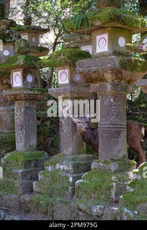 Nara, Japan - 22. März 2023: Ein Reh zwischen Steinlaternen im Nara-Park, in der Nähe des Todaiji-Tempels, Japan. Stockfoto