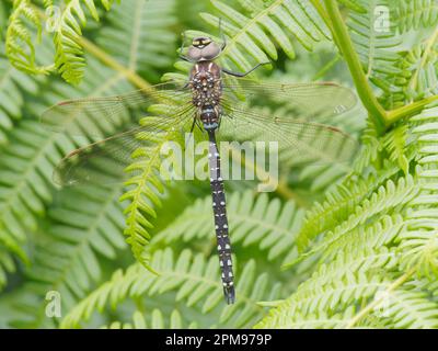 Common Hawker Dragonfly Aeshna juncea Beinn Eighe, Schottland, UK IN004178 Stockfoto