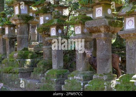 Nara, Japan - 22. März 2023: Ein Reh zwischen Steinlaternen im Nara-Park, in der Nähe des Todaiji-Tempels, Japan. Stockfoto