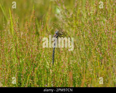 Common Hawker Dragonfly Aeshna juncea Beinn Eighe, Schottland, UK IN004182 Stockfoto