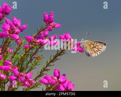 Blauer Schmetterling - auf blühendem Heidekraut Polyommatus icarus Beinn Eighe, Schottland, UK IN004187 Stockfoto