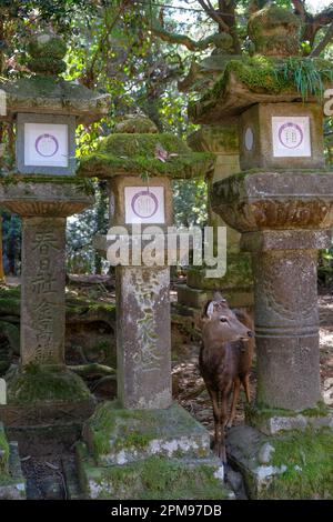 Nara, Japan - 22. März 2023: Ein Reh zwischen Steinlaternen im Nara-Park, in der Nähe des Todaiji-Tempels, Japan. Stockfoto